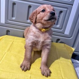 Dougie - Golden Golden Retriever puppy in Sedalia, Missouri from Bee’s Retrievers