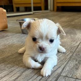 Maple - Fawn female Chihuahua puppy in Menifee, California from Lane’s Little Long Coats