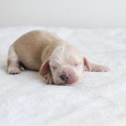 Boy 2 - Cream male Dachshund puppy in Martinsville, Virginia from Ana’s Beautiful Doxies