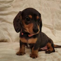 Girl 1 - Dapple female Dachshund puppy in Buckeye, Arizona from AZ Dachshund Proud