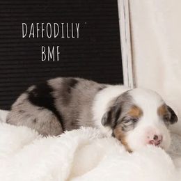 Girl 1 - female Australian Shepherd puppy in Markleville, Indiana from Take Five Aussies