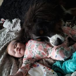 Minnesota - Bernese Mountain Dog