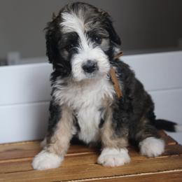 Bernedoodle Puppies from Southern Oak Breeders LLC