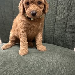 Goldendoodle Puppies from Southern Grace Acres