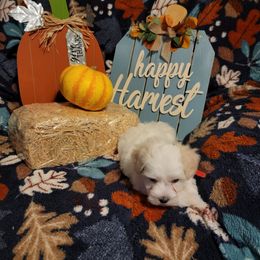 Boy 2 - White Coton de Tulear puppy in Middletown, Ohio from Carousel Cotons