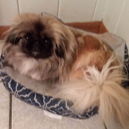 Hedy - Pekingese