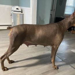 Nova - Doberman Pinscher