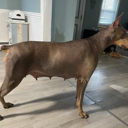 Nova - Doberman Pinscher
