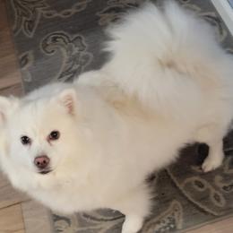 American Eskimo Dog puppies from Turks Eskis