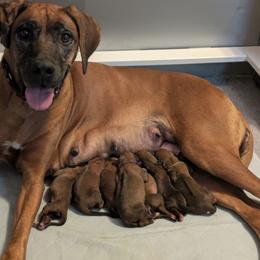Girl 1 - female Rhodesian Ridgeback puppy in Middletown, Ohio from Mutare Ridgebacks