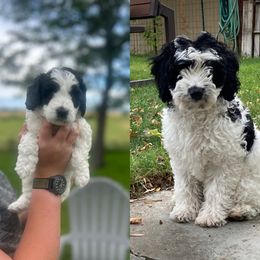 Bernedoodle and Cockapoo Puppies from Doodles of Joy