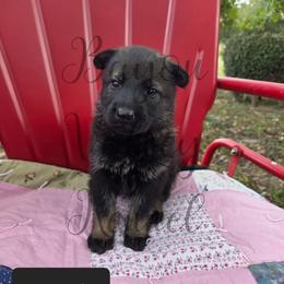 Jessie - Sable female German Shepherd puppy in Cave City, Arkansas from Bayou Valley Shepherds and American Hunt Terriers