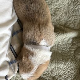 White girl - Red female Pembroke Welsh Corgi puppy in Largo, Florida from Nauti Corgi’s