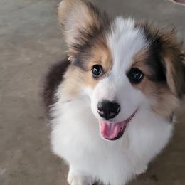 Huey - Pembroke Welsh Corgi