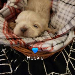 Heckle - Cream and white male Shih Tzu puppy in Ocala, Florida from Kinard's Puppies