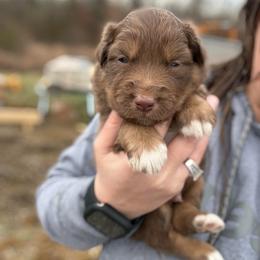 Rick - Red tri-color male Australian Shepherd puppy in Nicholasville, Kentucky from Sugar Creek Aussies
