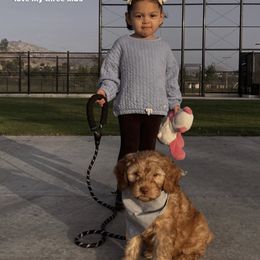 Australian Labradoodle and Labradoodle Puppies from Doodles_Ko