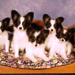 Papillons from Denzel Papillons