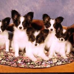 Papillons from Denzel Papillons