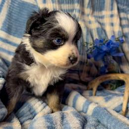 Black bi - Black tri male Miniature Australian Shepherd puppy in Helmville, Montana from CKO Country Road Aussies