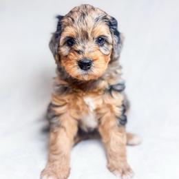 Blossom - Merle female Bernedoodle puppy in Dunnellon, Florida from Sweet Honey Doodles