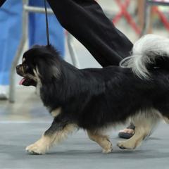 Tibetan Spaniels from Tibroke’s