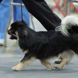 Tibetan Spaniels from Tibroke’s
