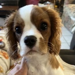 Peanut - Blenheim male Cavalier King Charles Spaniel puppy in North Bay Village, Florida from Cynthia's Cavaliers