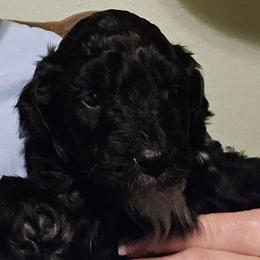 Blaze - Black and white male Aussiedoodle puppy in Windom, Texas from Wild Farm Puppies