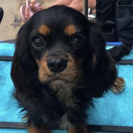 Prima - Cavalier King Charles Spaniel