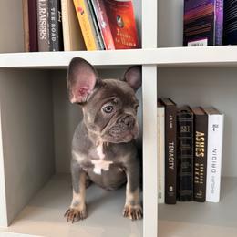 Mochi - Tricolors female French Bulldog puppy in Miami, Florida from Kehaulani's French Bulldogs