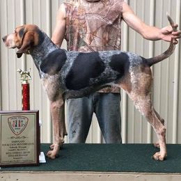 American English Coonhounds from DC’s American English Coonhounds