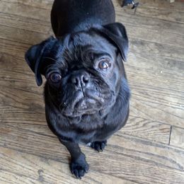 Ruby - Pug