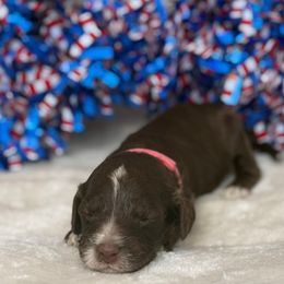 Australian Labradoodle Puppies from Walls Family Doodles