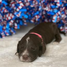 Australian Labradoodle Puppies from Walls Family Doodles