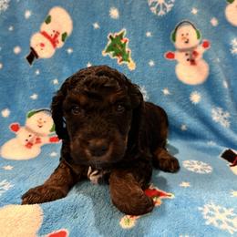 Bernedoodle, Goldendoodle, and Poodle Puppies from Gentle Paw Goldendoodles