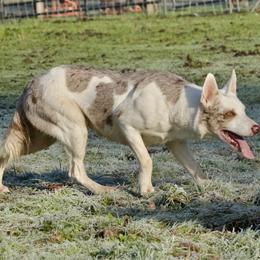 Fancy - Red merle female Border Collie puppy in Olympia, Washington from Apex Border Collies