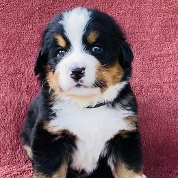 Black Collar Male - Black rust and white male Bernese Mountain Dog puppy in Bristol, Tennessee from Holston Hollow Farm