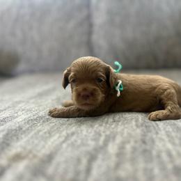 Teal - Buff female Cockapoo puppy in Maurice, Louisiana from Cajun Cockapoo’s