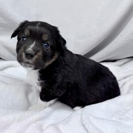 Onyx - Black tri male Miniature Australian Shepherd puppy in Bly, Oregon from Apacheblus Toy Aussies