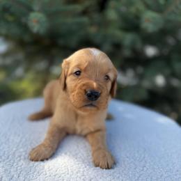 Yellow Collar Girl - Golden female Golden Retriever puppy in Salt Lake City, Utah from Deseret Peak Goldens