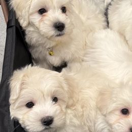 Cotons de Tulear from Welbright Kennel