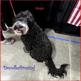 Regis - Black male Australian Labradoodle puppy in Billings, Montana from Doodle Around