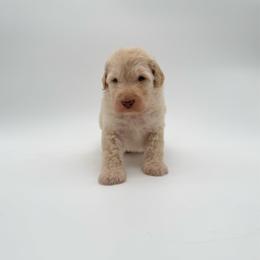 Crash- Orange - Cream male Aussiedoodle puppy in West Monroe, Louisiana from Diamond M Poodles and Doodles