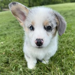 American Corgis, Australian Cattle Dogs, and Pembroke Welsh Corgis from Tompkins Farm