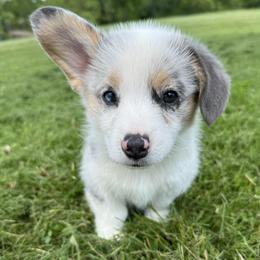 American Corgis, Australian Cattle Dogs, and Pembroke Welsh Corgis from Tompkins Farm
