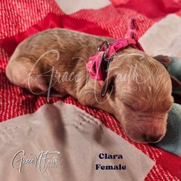 Clara - Apricot female Goldendoodle puppy in Peyton, Colorado from Grace N Faith Doodles