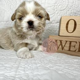 Shih Tzu Puppies from Shurbeez Shih Tzu