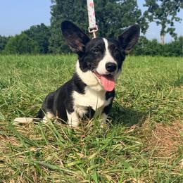 Xaria - Cardigan Welsh Corgi