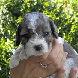 Cockapoo Puppies from Maranatha Cockapoos